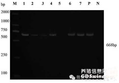 圖2 腹瀉仔豬腸樣病原檢測(cè)電泳圖